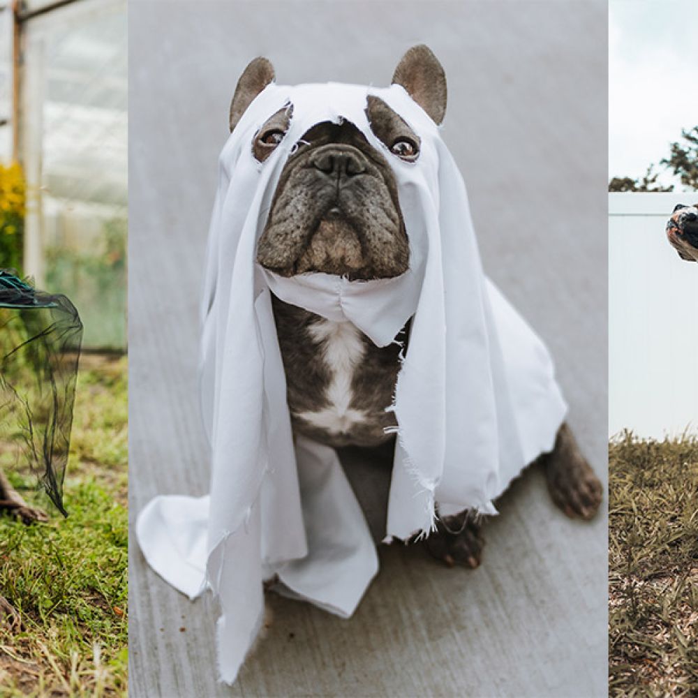 resident halloween pet costume contest