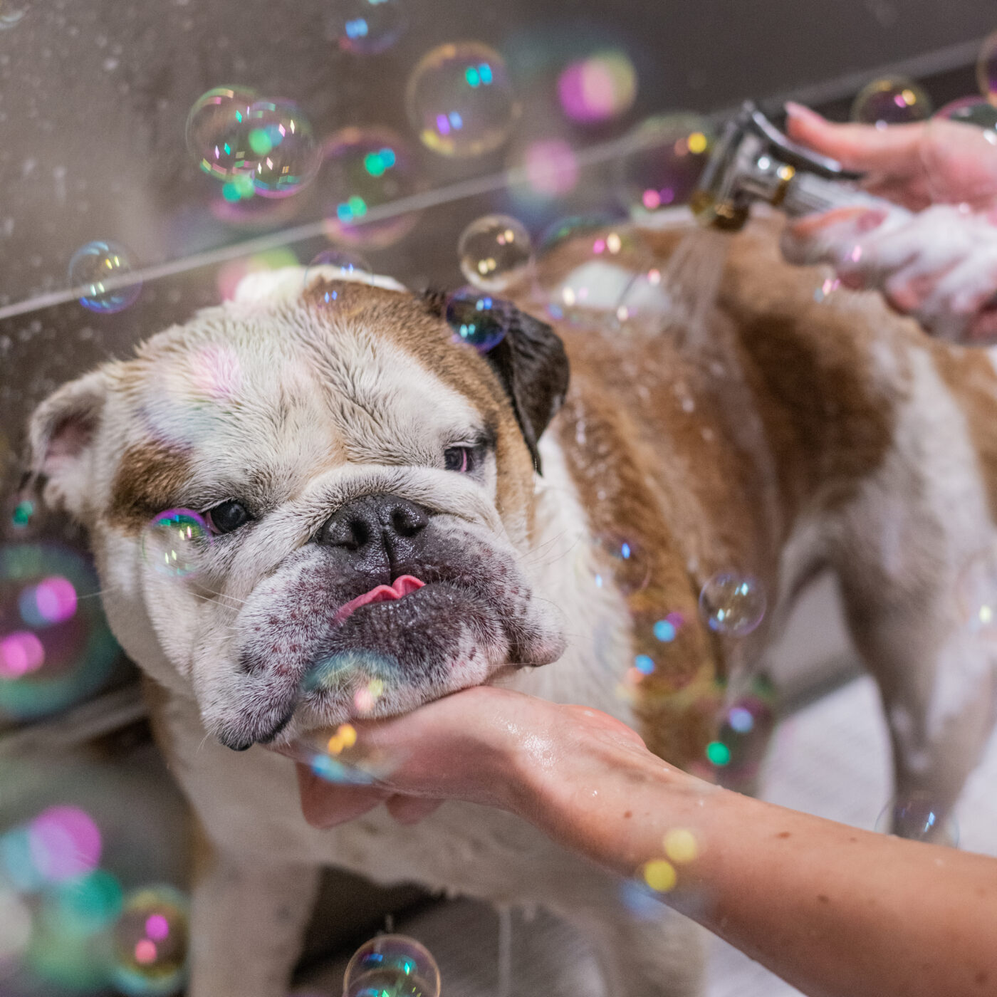 pet friendly apartments dog wash