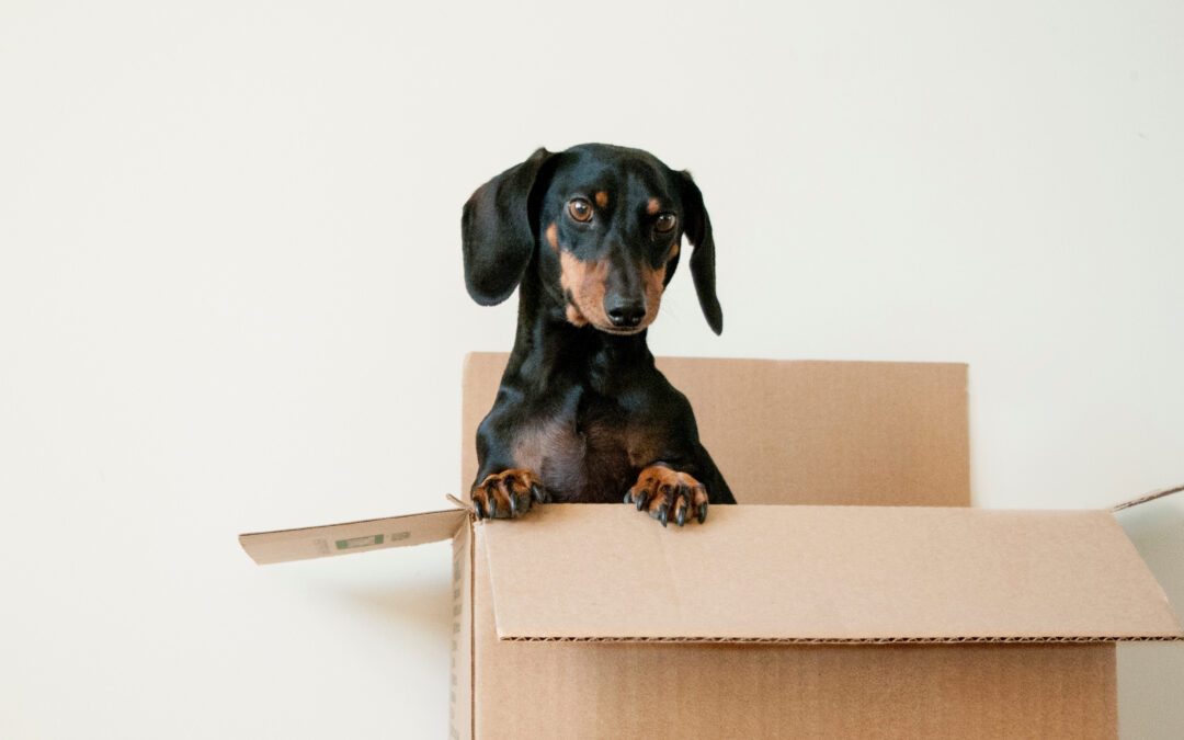 Pet Friendly Apartments and How to Leverage to Prospects