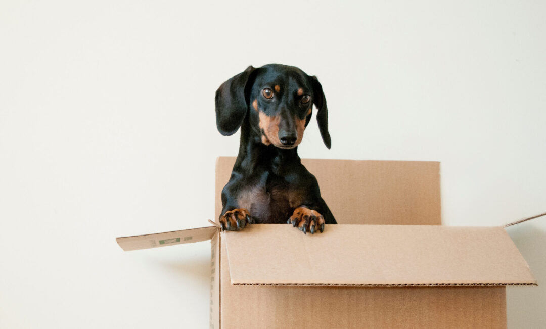 Pet Friendly Apartments and How to Leverage to Prospects - zipcode